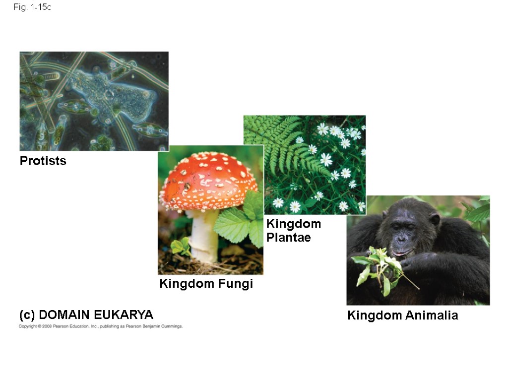 Fig. 1-15c (c) DOMAIN EUKARYA Protists Kingdom Fungi Kingdom Plantae Kingdom Animalia